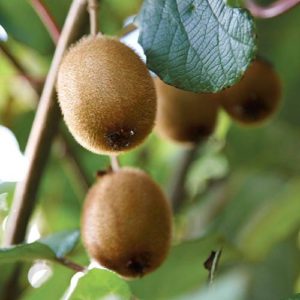 Actinidia deliciosa - Kiwi Fruit Jenny 9cm