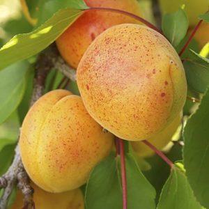 Apricot Early Moorpark Tree