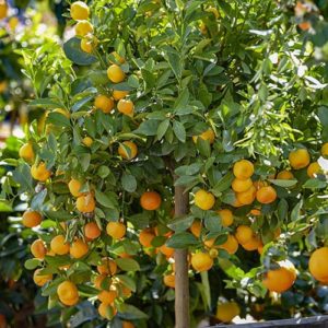 Citrus Calamondin Panama Orange Tree