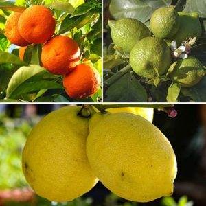 Citrus Grove Collection, Orange, Lemon and Lime