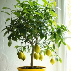 Citrus × limon Gareys Eureka