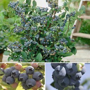 Complete Blueberry vaccinium Kit