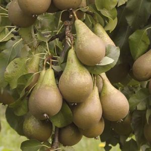 Conference Pear Tree