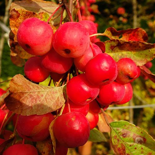 Dwarf Crab Apple Trees Miniature Fruit Trees Fruit Expert