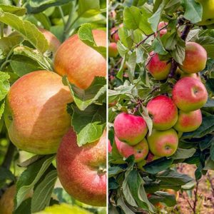 Duo Fruit Tree Apple Gala and Golden Delicious