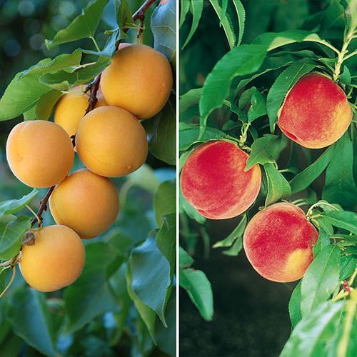 Apricot Trees UK Growing & Pruning Apricots Fruit Expert
