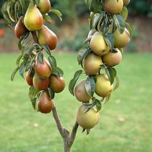 Duo Fruit Tree - Pear Conference and Buerre Hardy