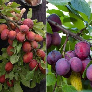 Duo Plum Fruit Tree