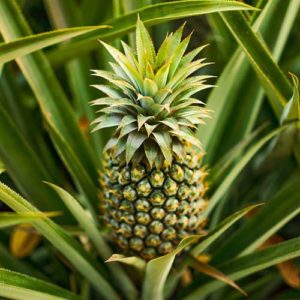 Edible Indoor Pineapple Plant - Ananas comosus.