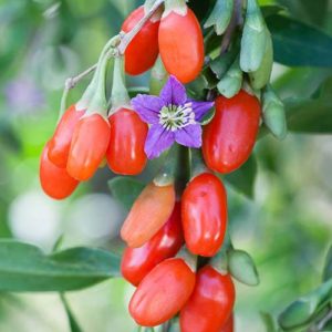 Goji Berry Sweet Lifeberry