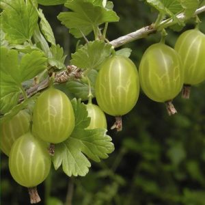 Gooseberry Invicta