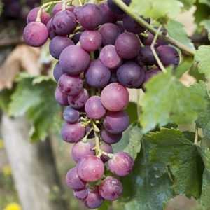 Grape Vine Red Globe