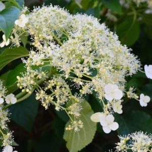 Hydrangea anomala subsp. petiolaris 'Flying Saucer'