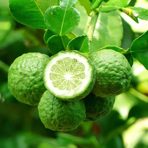 Lime Trees UK Growing Limes & Citrus Care Guide Fruit Expert