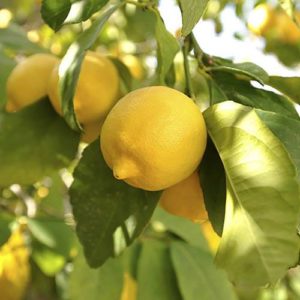 Lemon Citron Tree