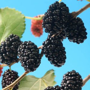 Morus rotundiloba Mojoberry Dwarf Mulberry