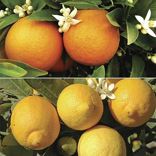 Lemon Trees UK Growing & Caring For Lemons Fruit Expert