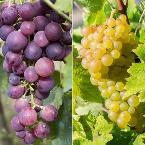 Pair of Table Grape Vines