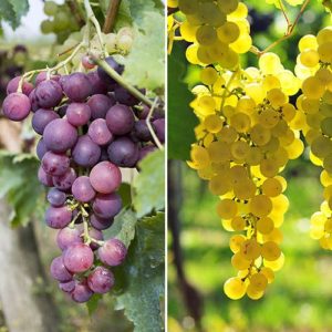 Pair of Table Grape Vines