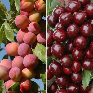 Patio Fruit Trees Cherry Athos and Plum Little Vic