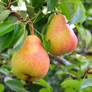 Pear Buerre Hardy