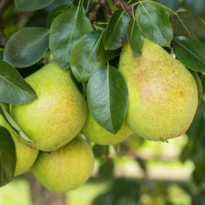 Pear Pyrus communis Beurre Alex. Lucas