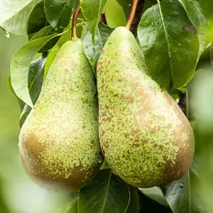 Pear Pyrus communis Conference