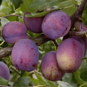Plum Jubilee