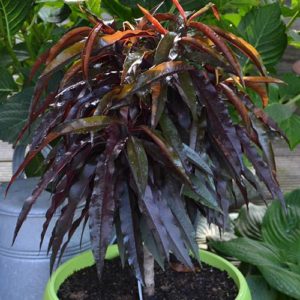 Red Leaf Peach Rubira