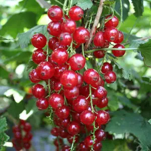 Redcurrant Summer Pearls Red