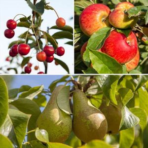 Trio Fruit Tree Apple/Cherry/Pear