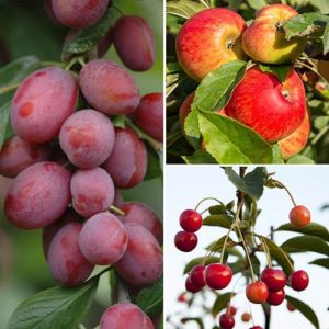 Trio Fruit Tree Apple/Cherry/Plum 31cm