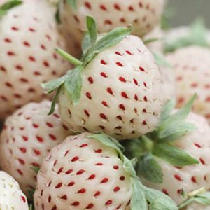 White Strawberry (Pineberry) White Dream
