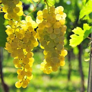 White Table Grape