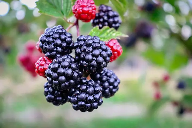 a growing blackberry bush with ripening fruits