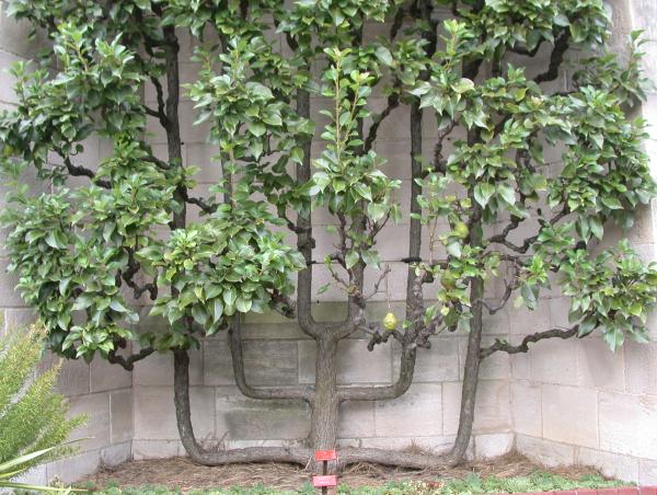 espalier pear tree against a wall