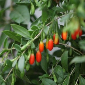 goji berry