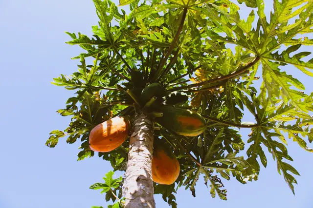 papaya tree in fruit