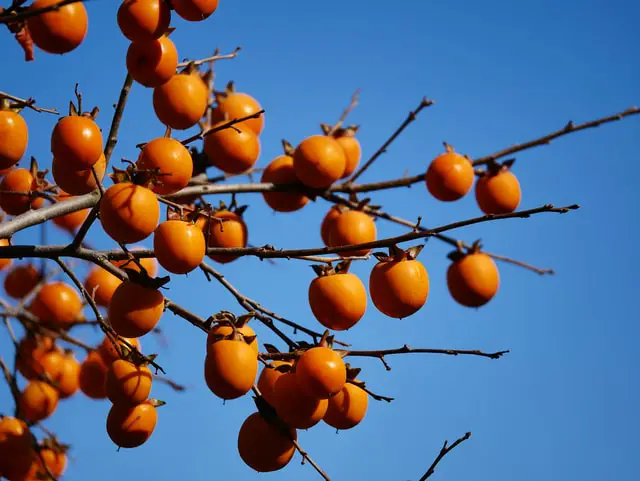 persimmon tree in full fruit against brilliant blue sky