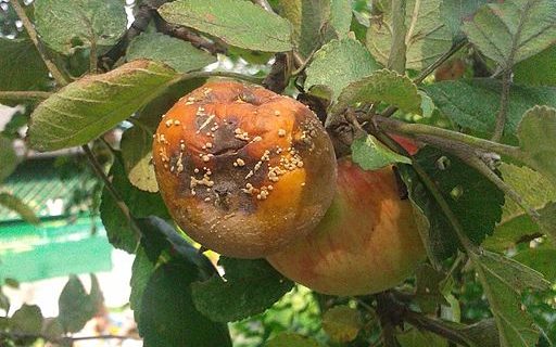 plum brown rot