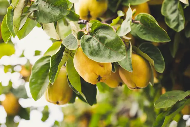 quince tree in fruit - golden yellow fruit and green leaves