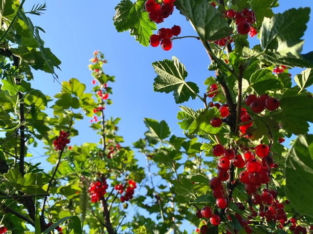 ripe redcurrants growing on a bush against a blue sky