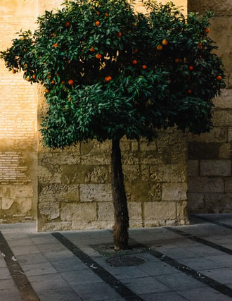 orange tree on the streets of seville