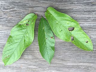 Cherry tree leaves infected with shot hole disease / coryneum blight