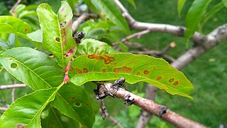 shot hole disease / coryneum blight infection on peach tree leaves