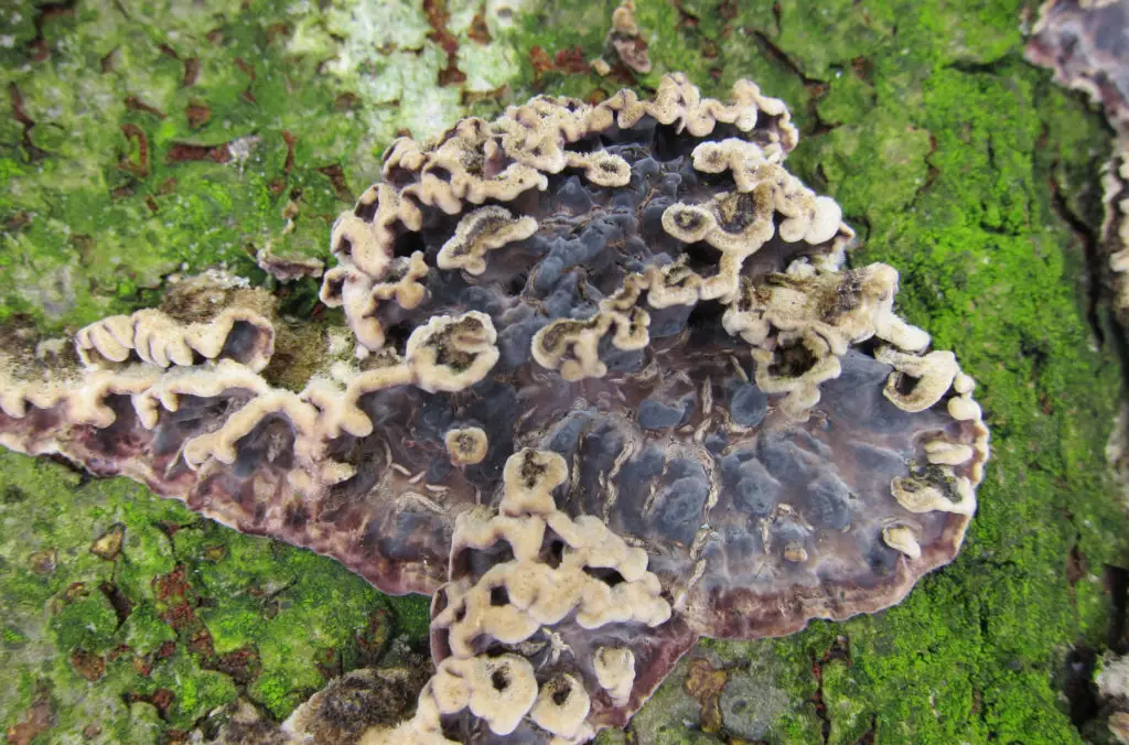 silver leaf fungal infection on a tree trunk. Wooly white fungus with purple lower parts.