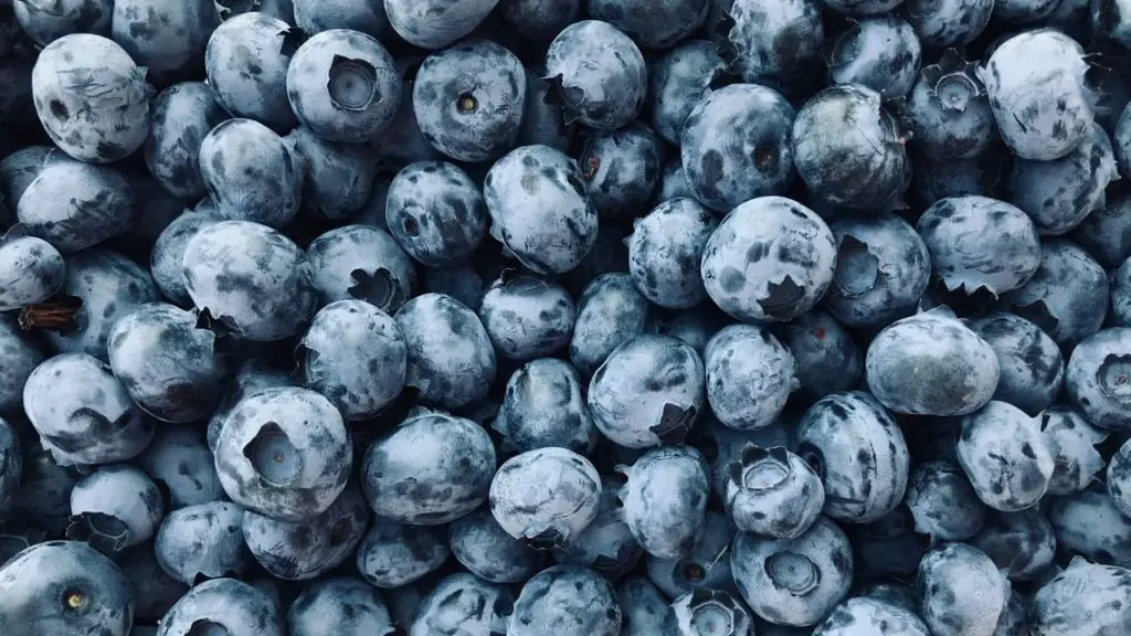 a glut of blueberries in a large pile