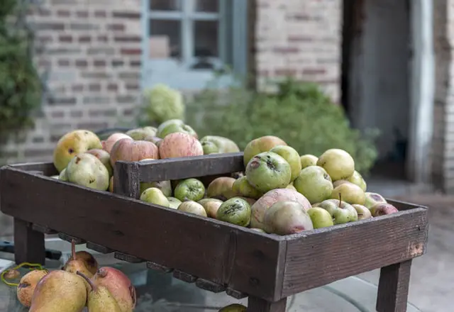 freshly harvested pears piled on a bench in a courtyard.