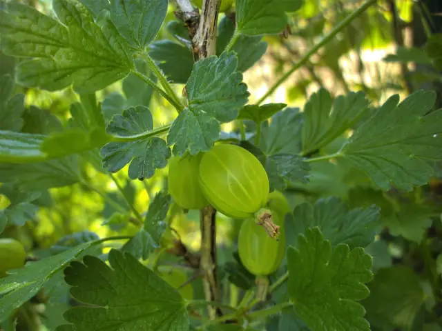 gooseberry bush with fruit growing on it