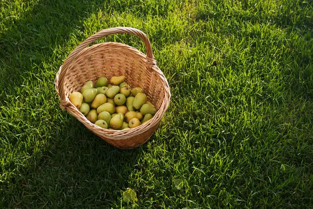 a basket filled with a pear glut on a grassy lawn